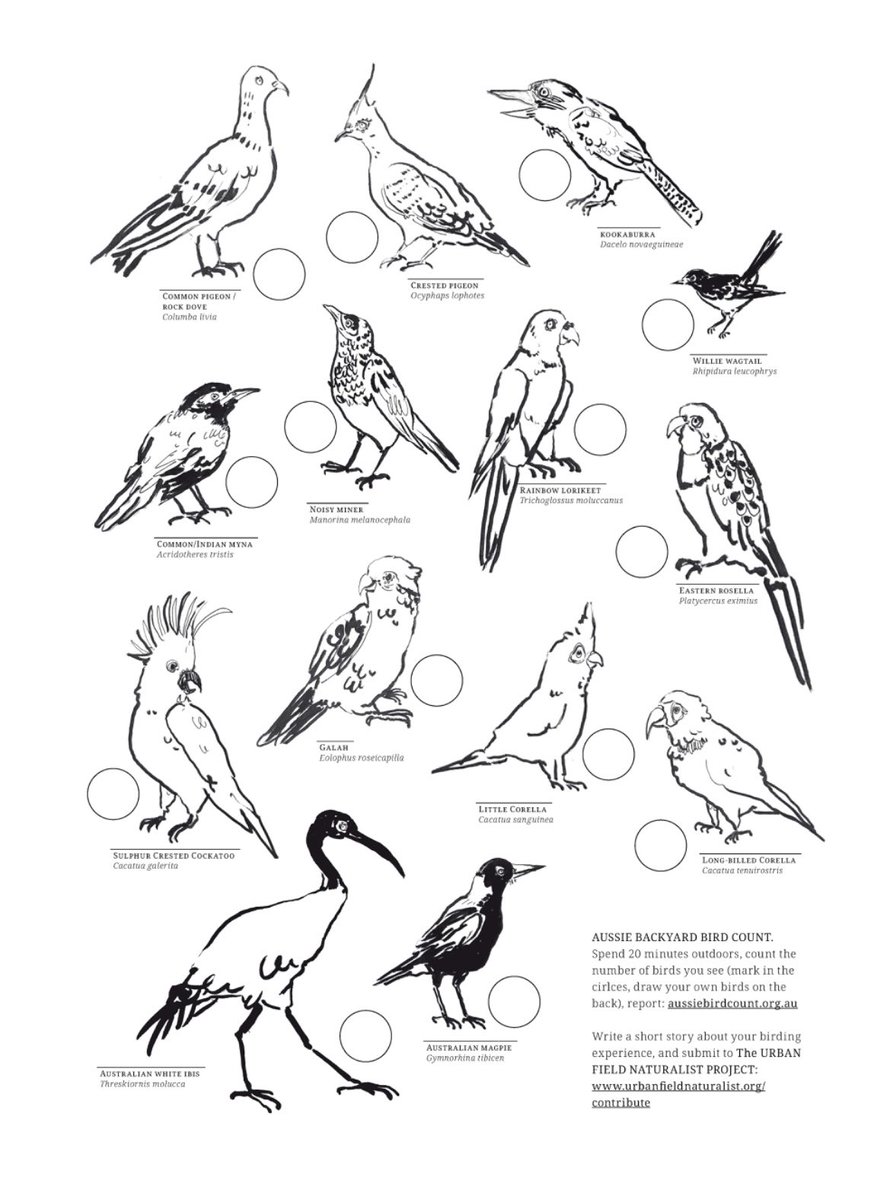 Zoe_Sadokierski's tweet photo. Made a printable sheet for @BirdlifeOz #backyardbirdcount that’s running this week. Draw (or photo/video) the wealth of birds I’ve excluded and send in with a short story about your observational encounter to @UrbanFieldNats project.
https://t.co/q25V9W2oLo https://t.co/zHGhAYQeK4