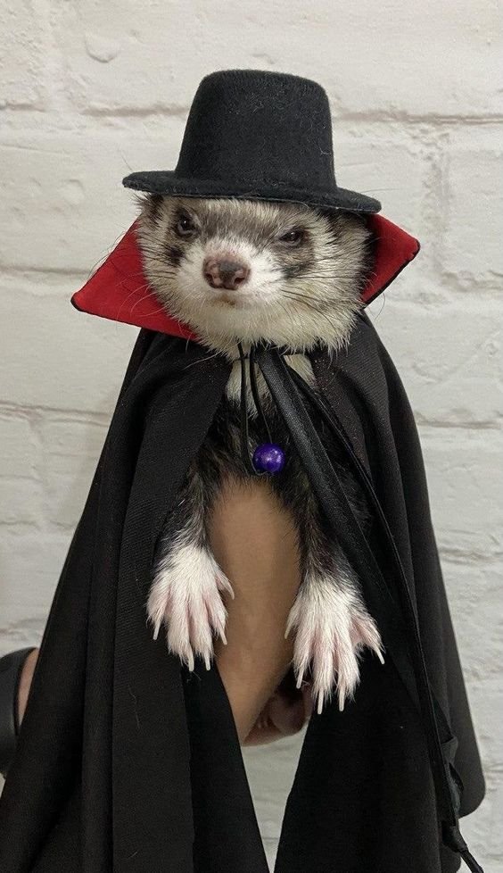 Furaozinhos's tweet image. drafula 🧛‍♂️🦇🎃