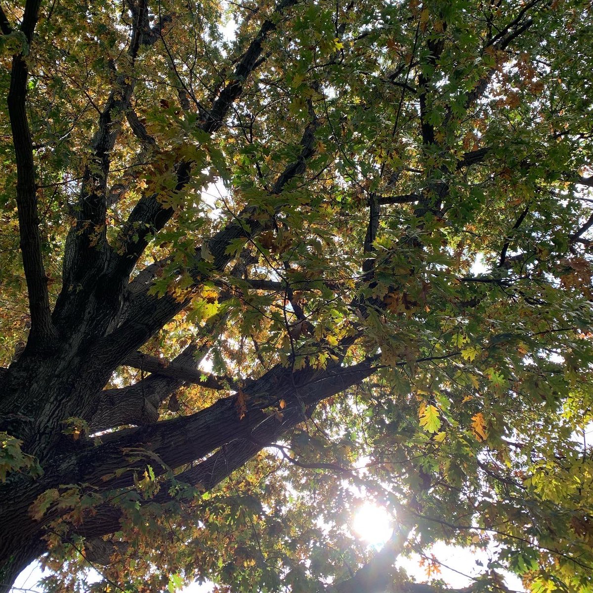 SandyPeeps's tweet photo. Love our neighborhood in @CLEHeights 🍁 so much! https://t.co/JoPvHxTcQa