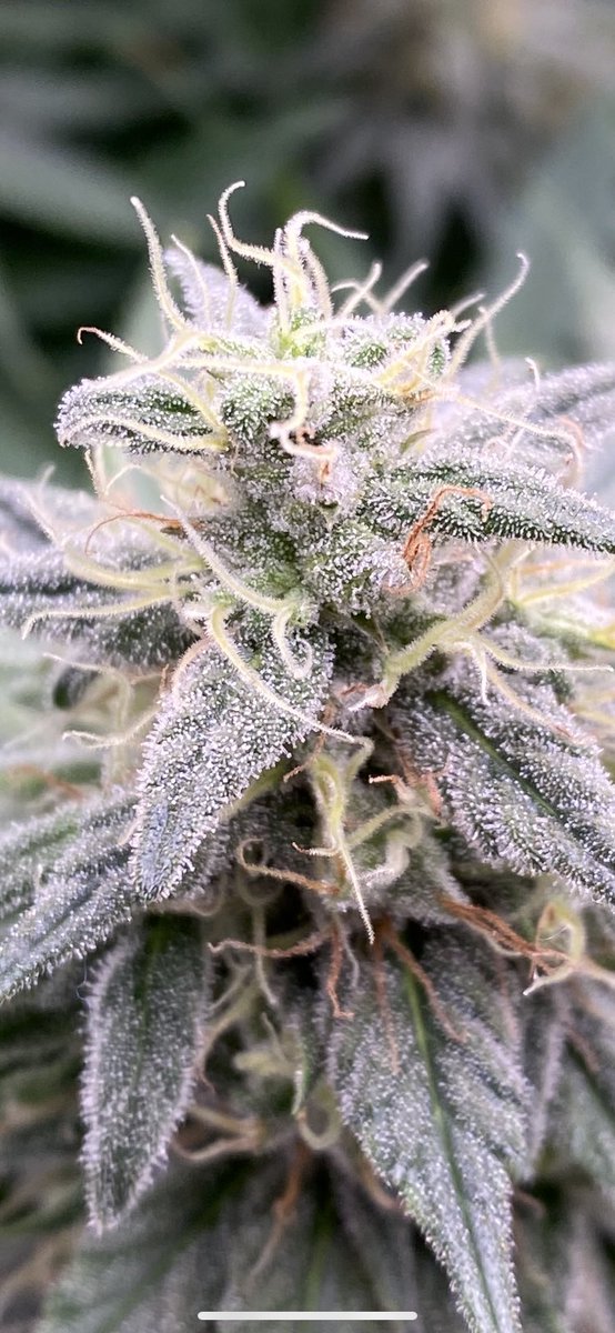 Blueberry from <a href="/SeedsmanSeeds/">Seedsman</a>   Smells freaking phenomenal!!!