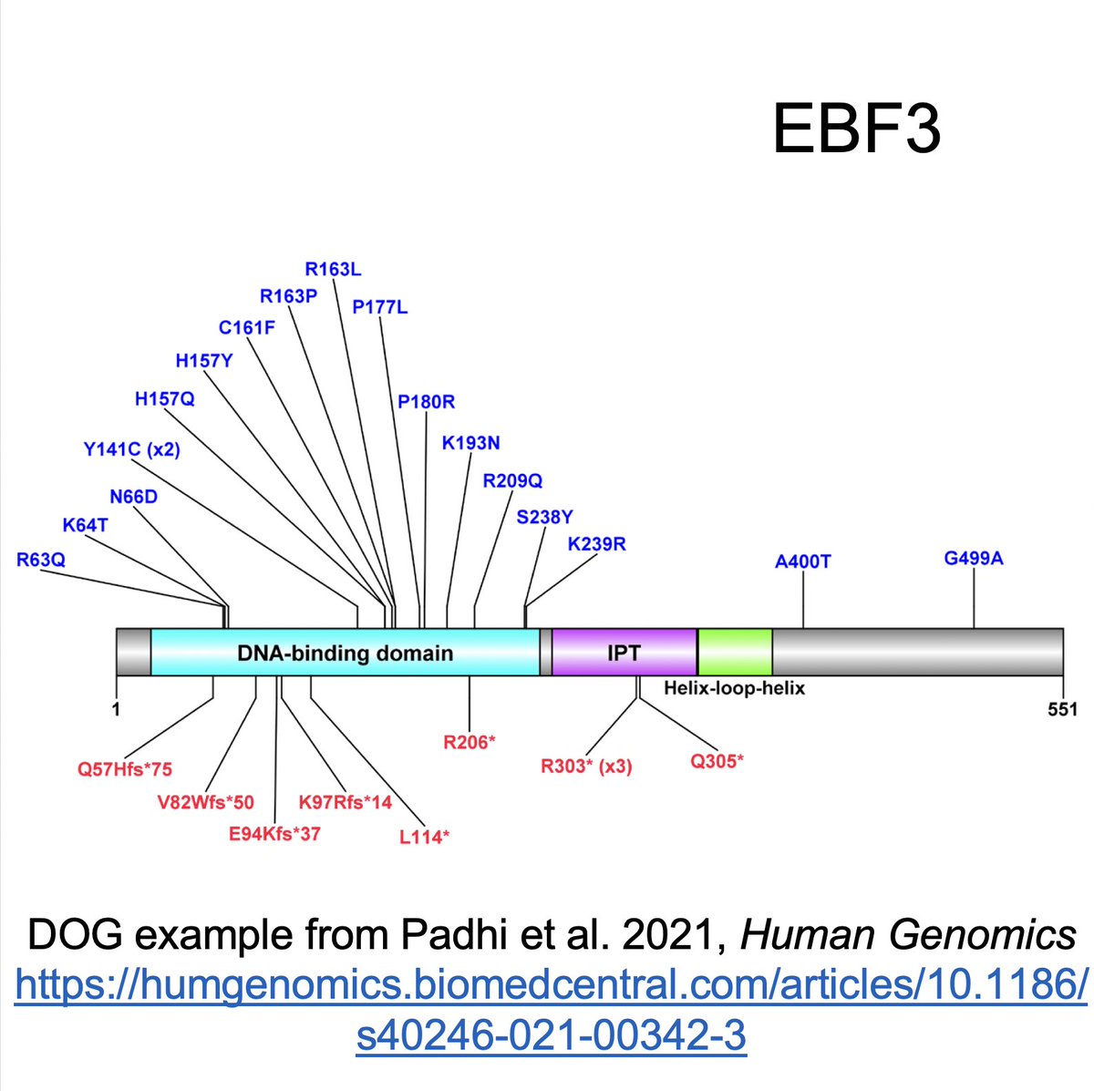 tycheleturner's tweet photo. Recently, I’ve been asked about good tools for plotting variants on proteins. I currently use 
MuPIT (https://t.co/qoxiMRZviQ)
Protter (https://t.co/01VVlzd8NU) 
DOG (https://t.co/2iOqwD5P7T)
See pics for examples from my lab’s recent papers. #genomics #protein @TNTurnerLab https://t.co/YTEj6WRQQ0