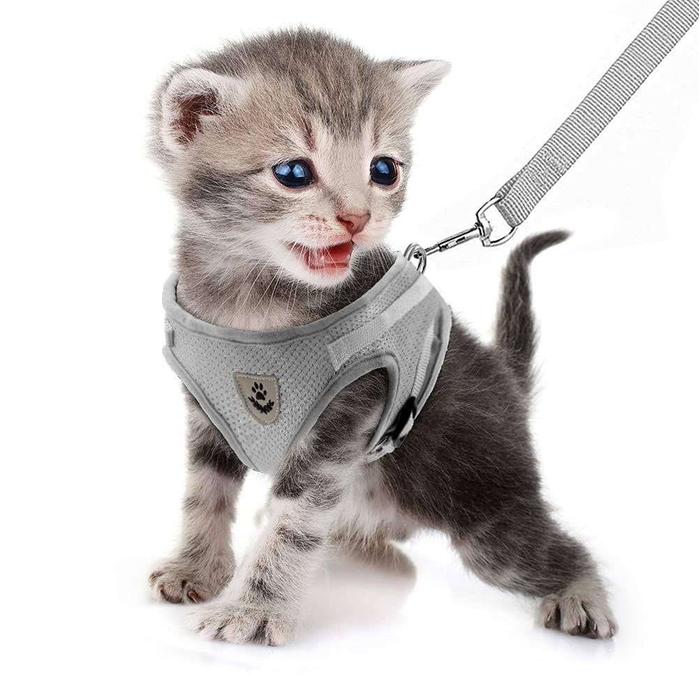 5ghg_xbox's tweet photo. Picture of a cat with a harness thingy https://t.co/c7ZNovOFNU