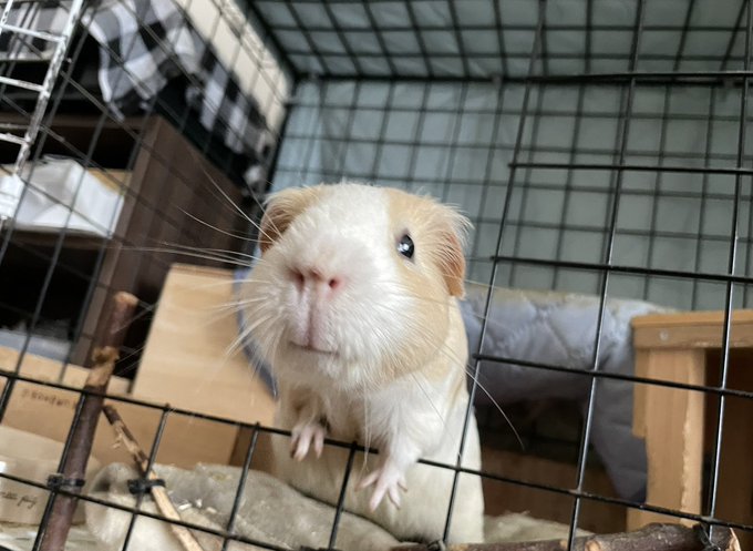天竺鼠 の人気がまとめてわかる 評価や評判 感想などを1週間ごとに紹介 ついラン