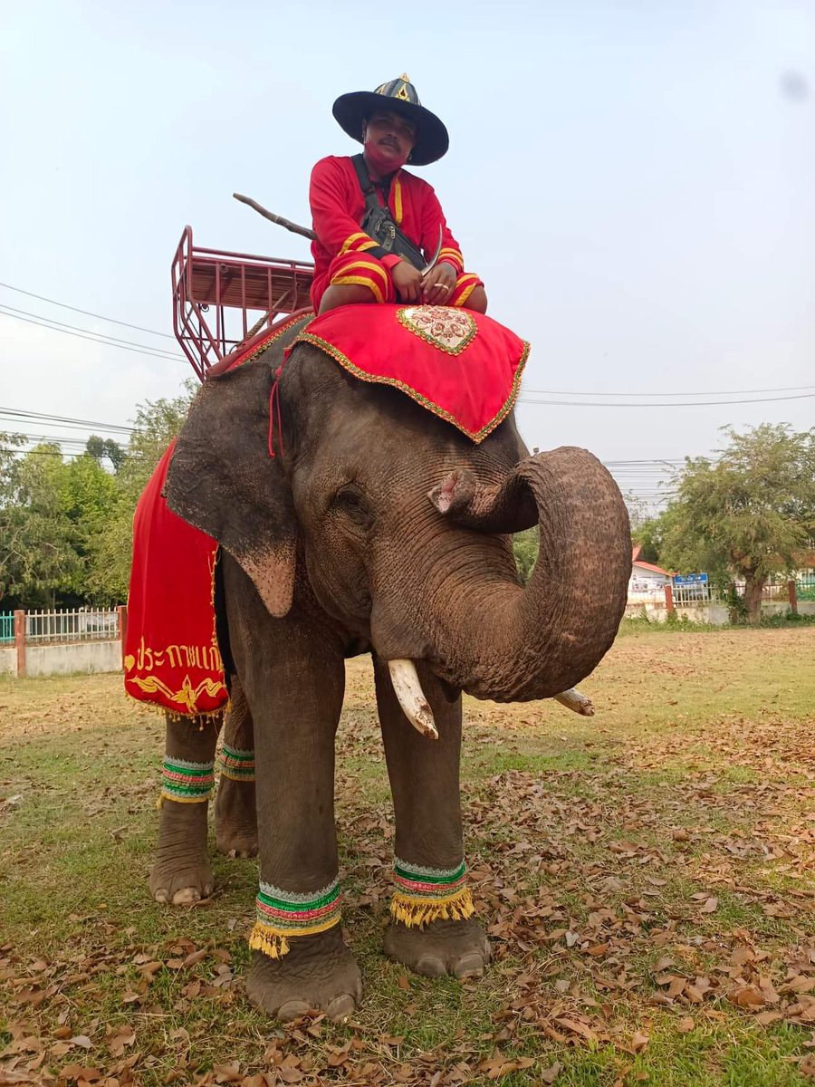 ann03072555's tweet photo. เปิดรับออร์เดอร์ผลไม้ให้น้องช้างพลายประกายแก้ว เนื่องในวันเกิดครบรอบ 14 ปี 18 ตุลาคม พี่ๆท่านไหนสนใจอยากทำเค้กผลไม้ให้น้องช้าง เรียนเชิญเลยนะค่ะ แล้วแต่กำลังทรัพย์ค่ะ 412-235-2469 กสิกรไทย กัลยาณี ศาลางาม  #วิกฤตช้างไทย #ผลไม้ออนไลน์ #วิกฤตช้างตกงาน https://t.co/RvEiZVxk11