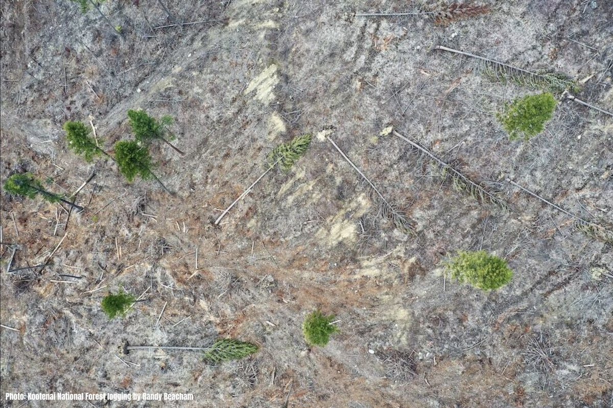 In the midst of a biodiversity crisis and climate crisis, the U.S. Forest Service is STILL clearcutting America's national forests, even within habitat for threatened species like grizzly bears and Canada lynx. 

Speak up today to help us change that. 

—> guardiansaction.org/National_Fores…