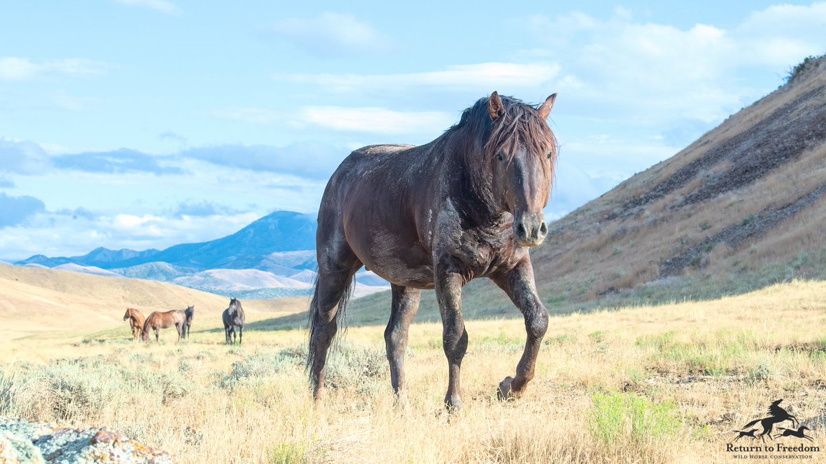 ACTION ALERT: Don’t let horse slaughter supporters have the last say! returntofreedom.org/action-alert-d… #horses #yes2safe #nohorseslaughter #wildhorses 📷Meg Frederick