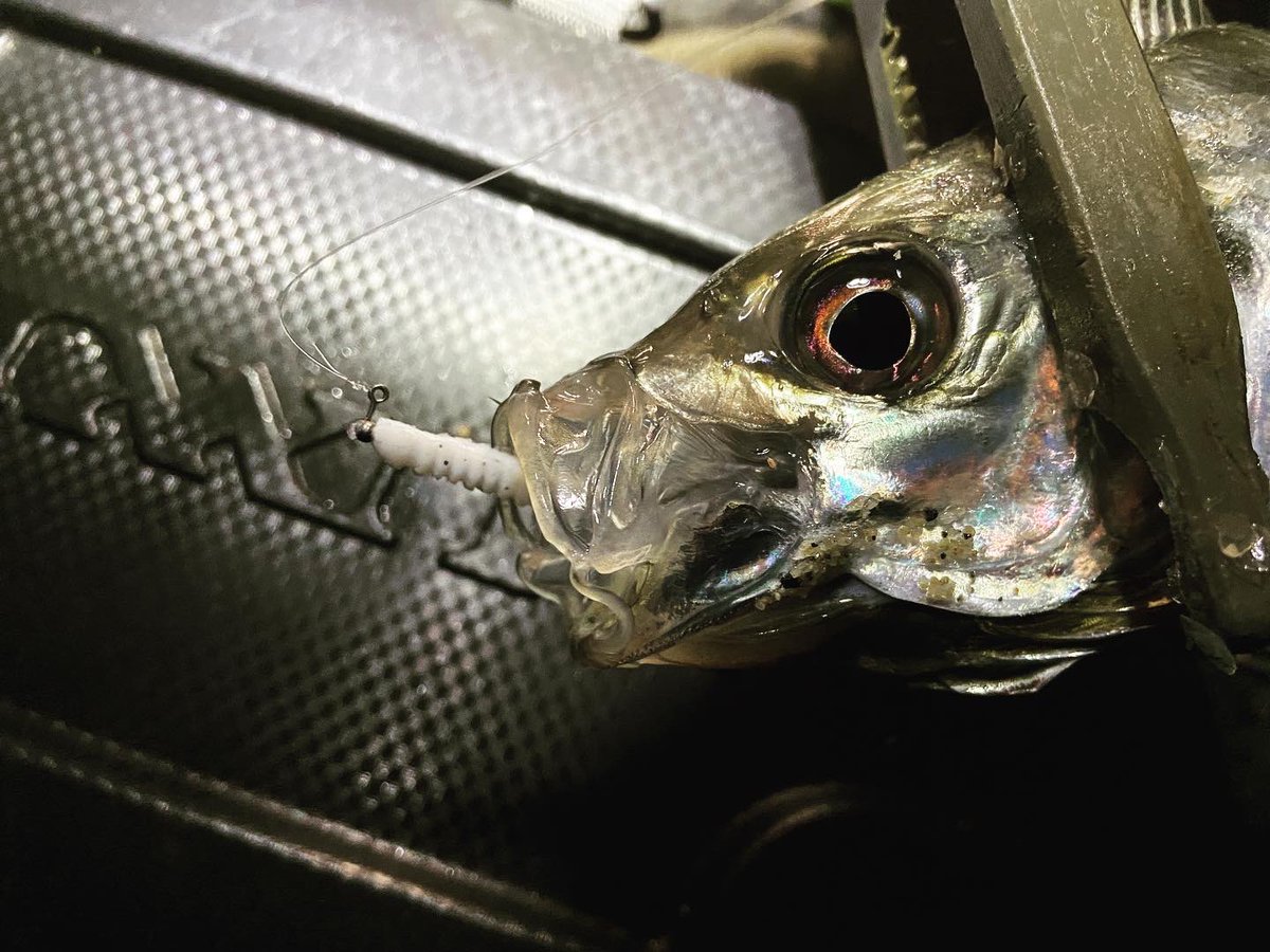 wocadaaa's tweet photo. お月さんの低いウチに
#gamakatsu #luxxe #宵姫華 82H
#daiwa #luvias
#LIVRE #wing92
#xbraid
#arukazikjapan #シャローフリークエクスパンダ
#土肥富 #odz #ロックエックスフック
#レベロク #p_tail55 #高田屋覚醒カラー
#宵姫タックルバッグハード
#釣り #fishing #ルアー #ライトゲーム https://t.co/V42t3EDLj9