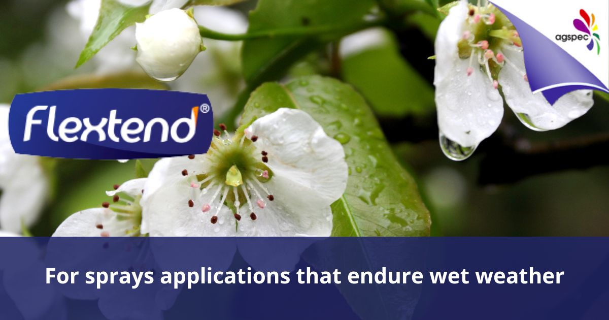 AgspecAus's tweet photo. Still raining 🌧️😧? Make your spray applications last through all weather conditions with #Flextend® natural polymer film. This spreader-sticker holds #sprays to leaves without harming #pollinators 🐝🌸
Read all about it 👉 https://t.co/Qx0arhkDst
#agspec #cropsolutions #rainfast https://t.co/lsqtAQrk8s