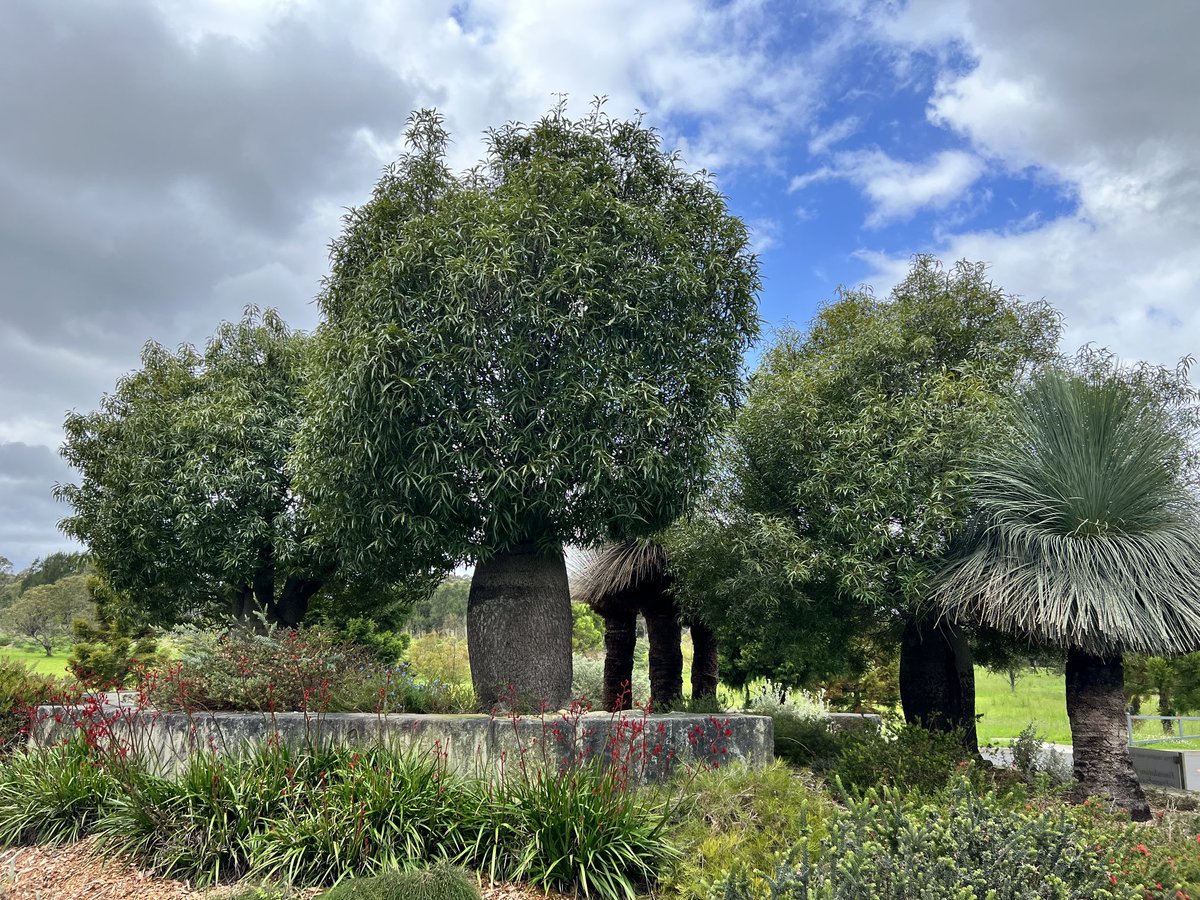 @thicktrunktuesday plural @theaustralianbotanicgardenmountannan