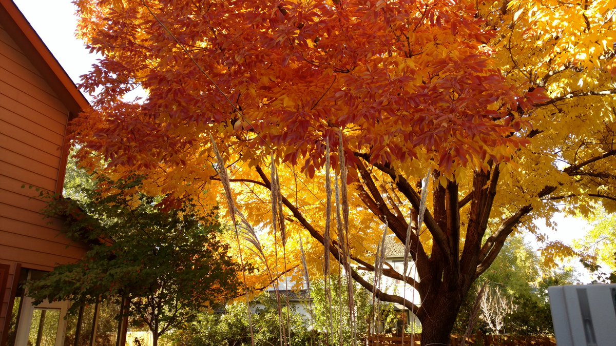 itsec_mjs's tweet image. Sunlight is at the perfect angle to highlight the fall colors this afternoon.