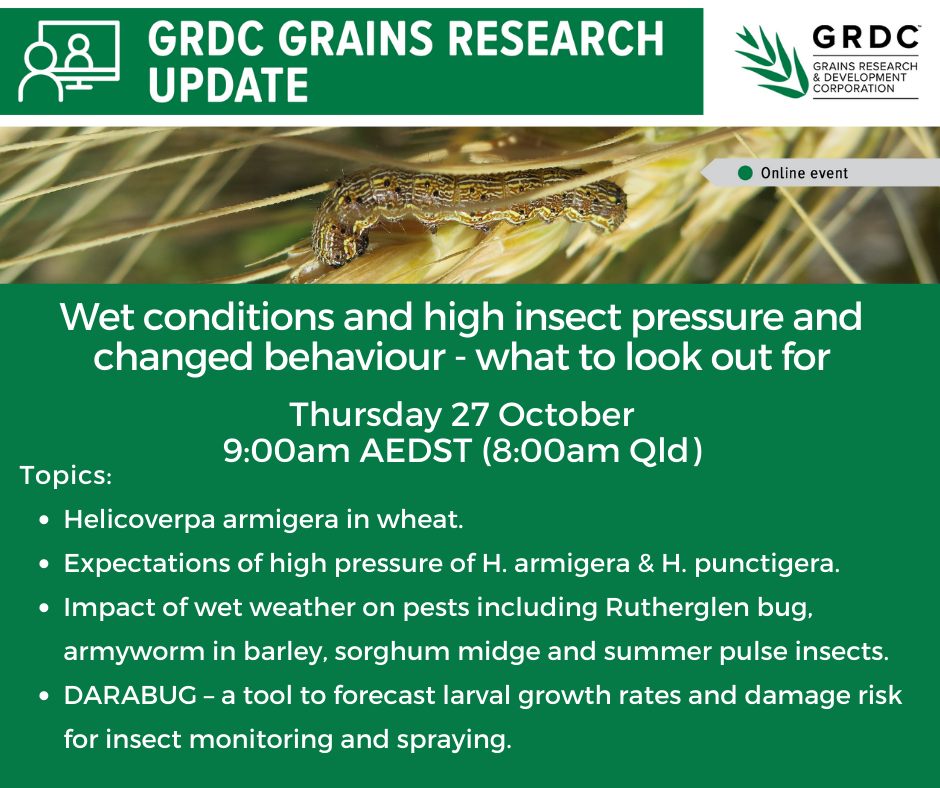 theGRDC's tweet photo. 🐜 GRDC WEBINAR: What to look out for in a high insect pressure year  🐜 

The GRDC are conducting a webinar to help inform growers on changed insect behaviour and how to manage the increased pressure. 

Details: 
📆 Thurs, 27 Oct
🕐 9.00am 

Register: https://t.co/I40nypdygZ https://t.co/YSN2JoN84g