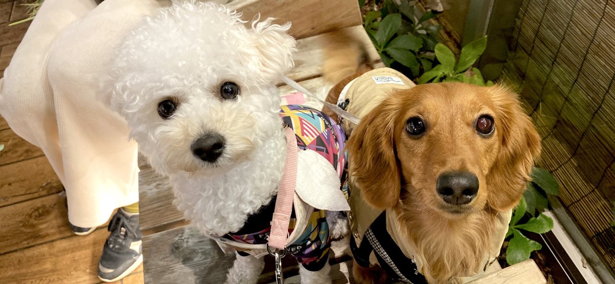 おはようございます😊
昨日は雨の間をぬって、お友達ワンとご近所散歩🐶💗🐶
朝がだいぶ冷え込んでくるようになりました❄️
これから晴れてくれるといいな〜🙏🏻💦

#ビションプー #ダックスフンド #トイプードル #ビションフリーゼ  #MIX犬 #犬のいる暮らし #犬好きさんと繋がりたい