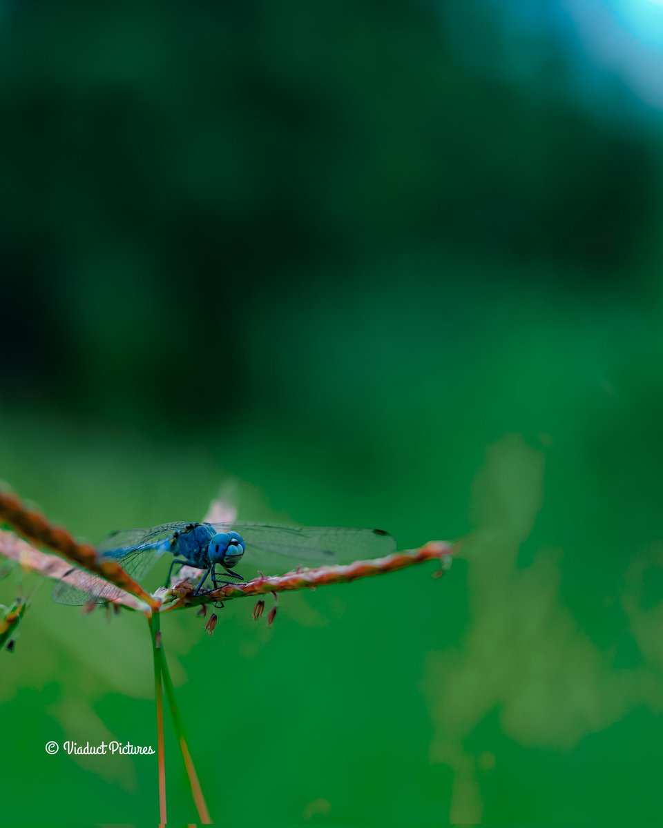 SoorajSurvashe's tweet photo. When a Dragonfly appears in your yard it's a visitor from Heaven

#dragonfly #insectphotography #total_dragonflies #dragonflyworld #universal_macro_ #universal_dragonfly #universal_pairs #insectlovers #ip_insects #naturephotography #insekten #insect #nature #wildlife_shots #canon https://t.co/RkzDnHLxwc