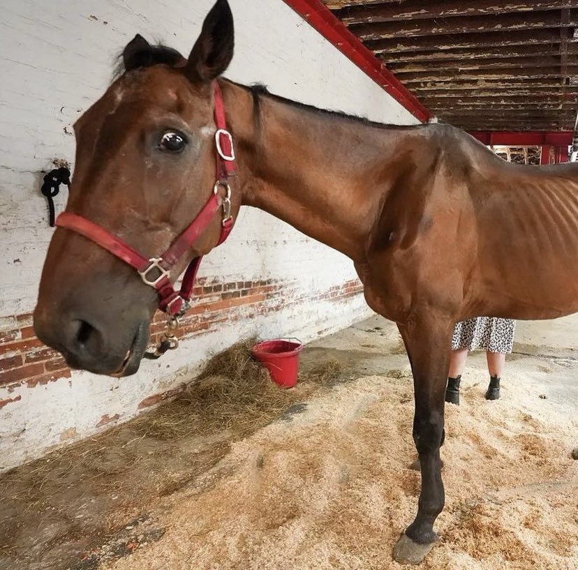 Ryder, the carriage horse who was overworked, collapsed, and beaten by a <a href="/wemoveny/">Wemoveny</a> worker, has died. 71% of New Yorkers want to #banhorsecarriages. <a href="/NYCSpeakerAdams/">(ARCHIVED) Adrienne Adams</a>: give the bill to ban carriage horses a vote in committee and on the floor of the City Council.