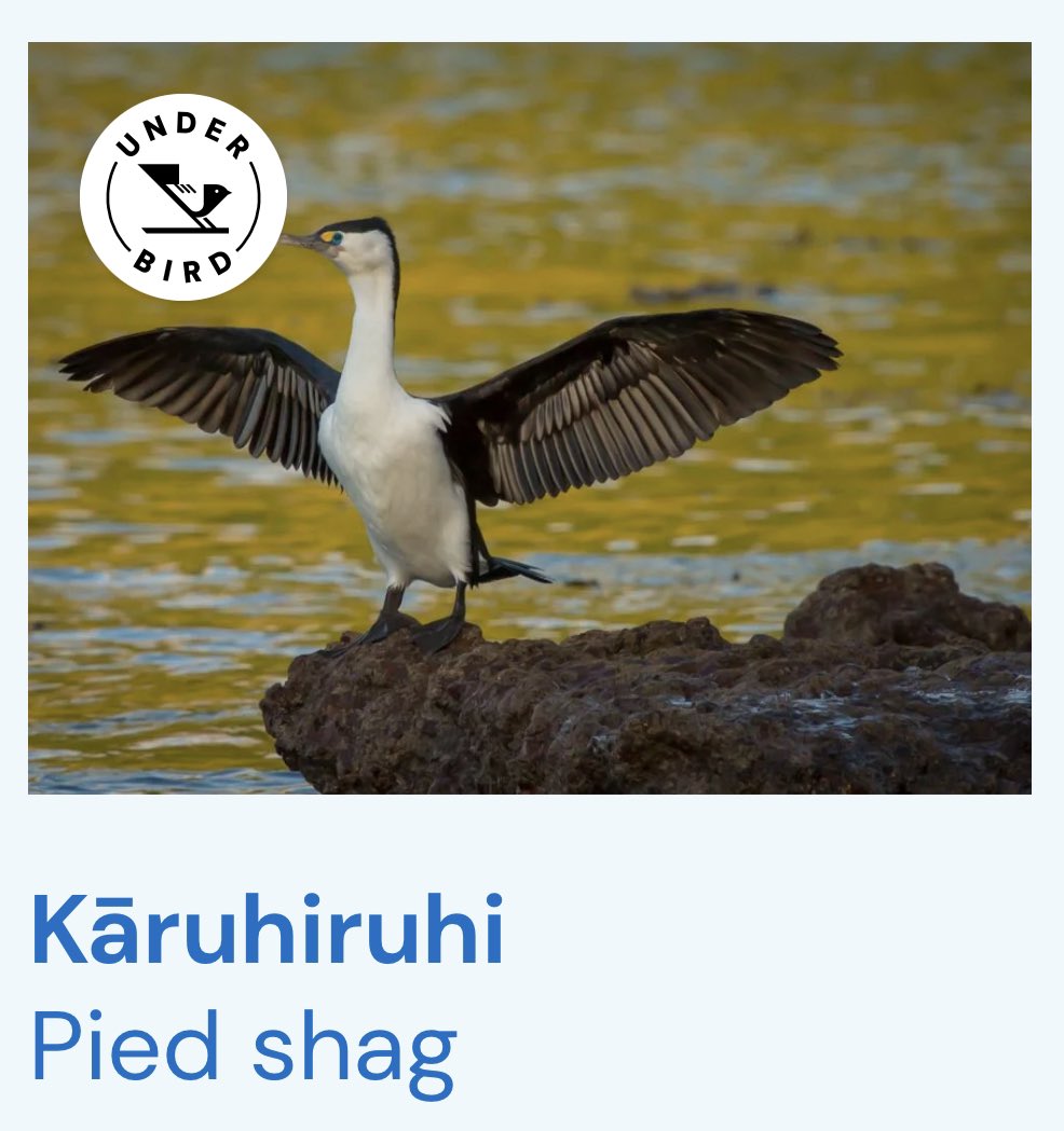 thunderpantsnz's tweet photo. @voteforparadise @Forest_and_Bird That would be this fab Underbird. #voteunderbird #BOTY2022 #TeamPiedShag #Kāruhiruhi https://t.co/BJdFXEHIxi