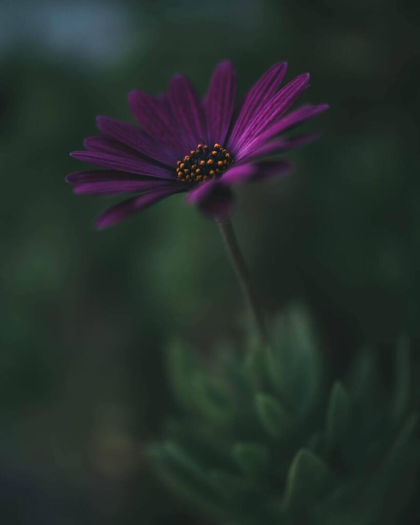 ygrymonprez's tweet photo. Petite fleur du jardin 🌸🌺
#macro #macrophotography #macroworld #macrophoto #nature #naturephotography #naturelovers #natureshots #macrophoto #flowers #flowerstagram #flowerphotography #omdrevolution #olympusomd #olympus #olympusfrance #omsystem #omsystemfr #omsystemes #oly… https://t.co/yJpO921d6Y