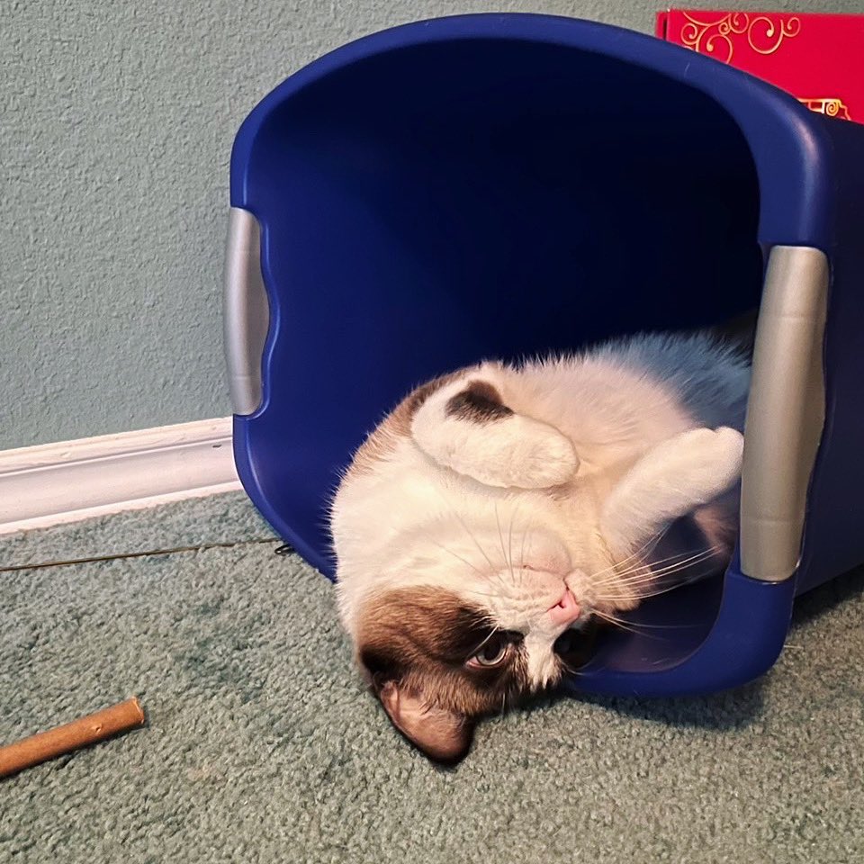 DrewCooperCatster tweet media
