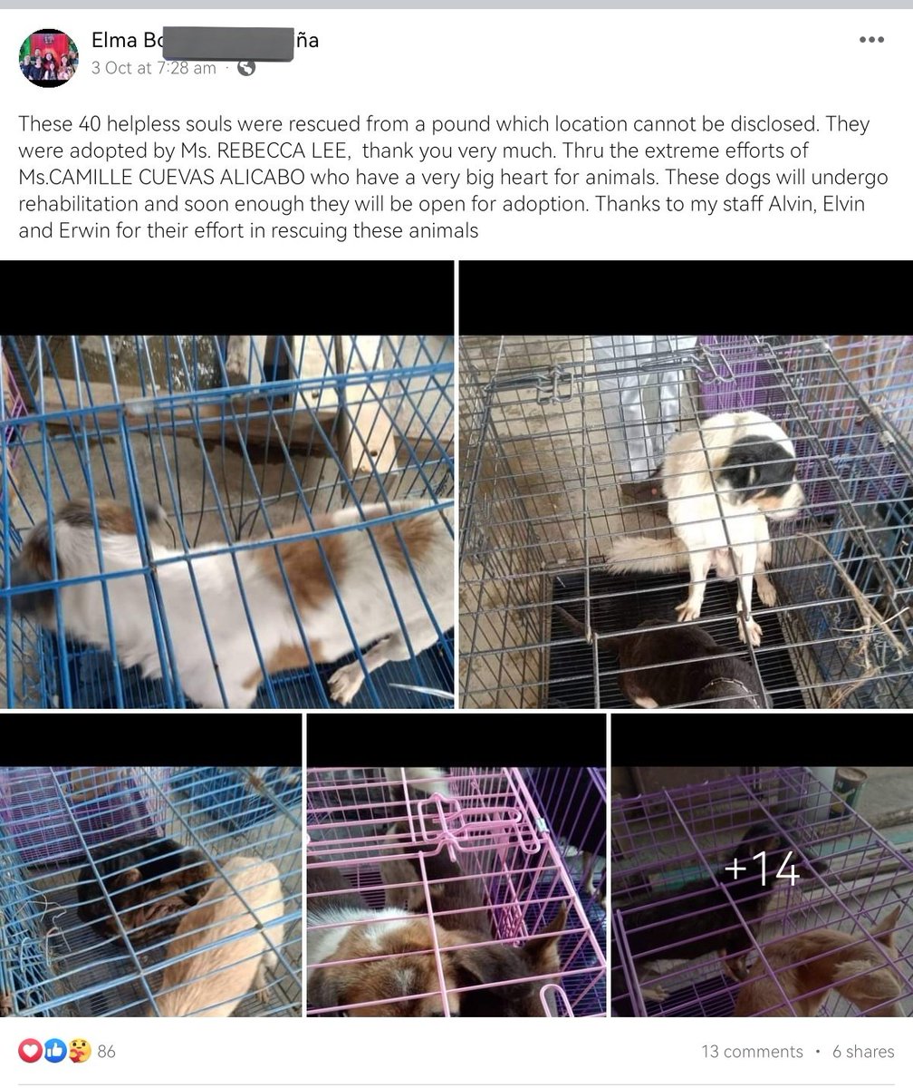 joanabltrn's tweet photo. help rt ‼️

40 dogs were rescued from a dog pound (place cannot be disclosed) in Calamba City Laguna. They will be euthanized soon if they won't be adopted. If you are willing to give them a new home, send me a dm so I can rely it to their staff. Thank you! #AdoptDontShop https://t.co/vi4XyQjSwJ