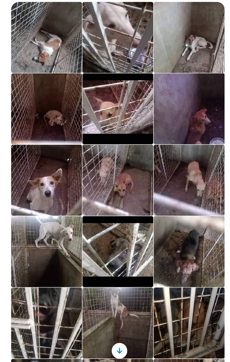 joanabltrn's tweet photo. help rt ‼️

40 dogs were rescued from a dog pound (place cannot be disclosed) in Calamba City Laguna. They will be euthanized soon if they won't be adopted. If you are willing to give them a new home, send me a dm so I can rely it to their staff. Thank you! #AdoptDontShop https://t.co/vi4XyQjSwJ
