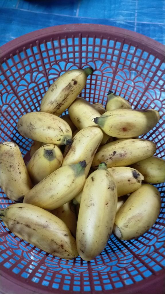 Inilah gedang di geget bar madang