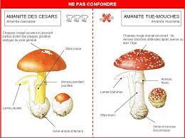 theviotmartial's tweet photo. Rubrique "les #champignons incontournables de l'#automne (2) : Impériale, l'#amanite des Césars ou #Oronge pourrait détrôner les #cèpes, s'il n'y avait pas le risque de la confondre avec la toxique amanite tue-mouche 🍄☠️: https://t.co/5xPs9t5K0u https://t.co/9JelxoSQIp