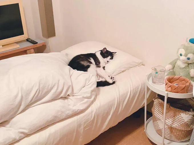 予想はしてたけど……3日がかりでフワフワにしたベッドに一番乗りした猫  より 