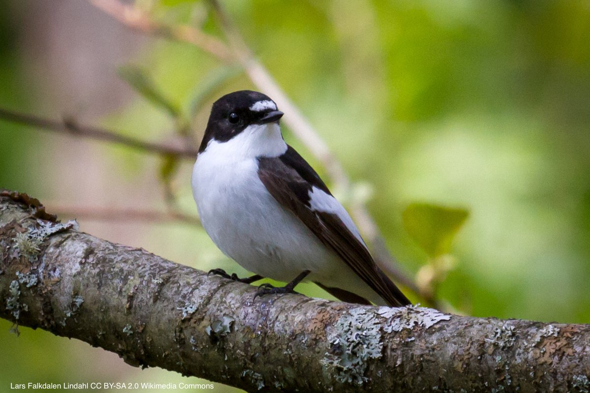 Male plumage signal expression is related to feather corticosterone concentration in the Pied Flycatcher Ficedula hypoleuca | link.springer.com/article/10.100… | Journal of Ornithology | #ornithology