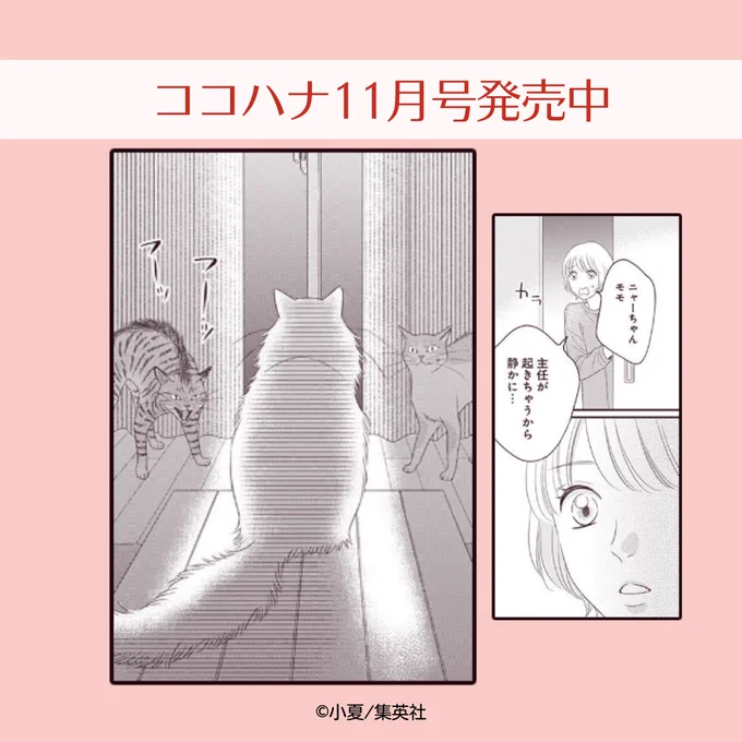 ココハナ11月号 好評発売中!

小夏『完全ニャる飼育』

猫と入れ替わって好きな人と同居? 
ちょっぴりふしぎニャラブコメディ ついに完結!

突然倒れたはずのムーさん(猫)が何故か目の前に。
ムーさんが放つ神々しい光に桃田たちは…?

#ねこ #上司と部下 #漫画 #manga 