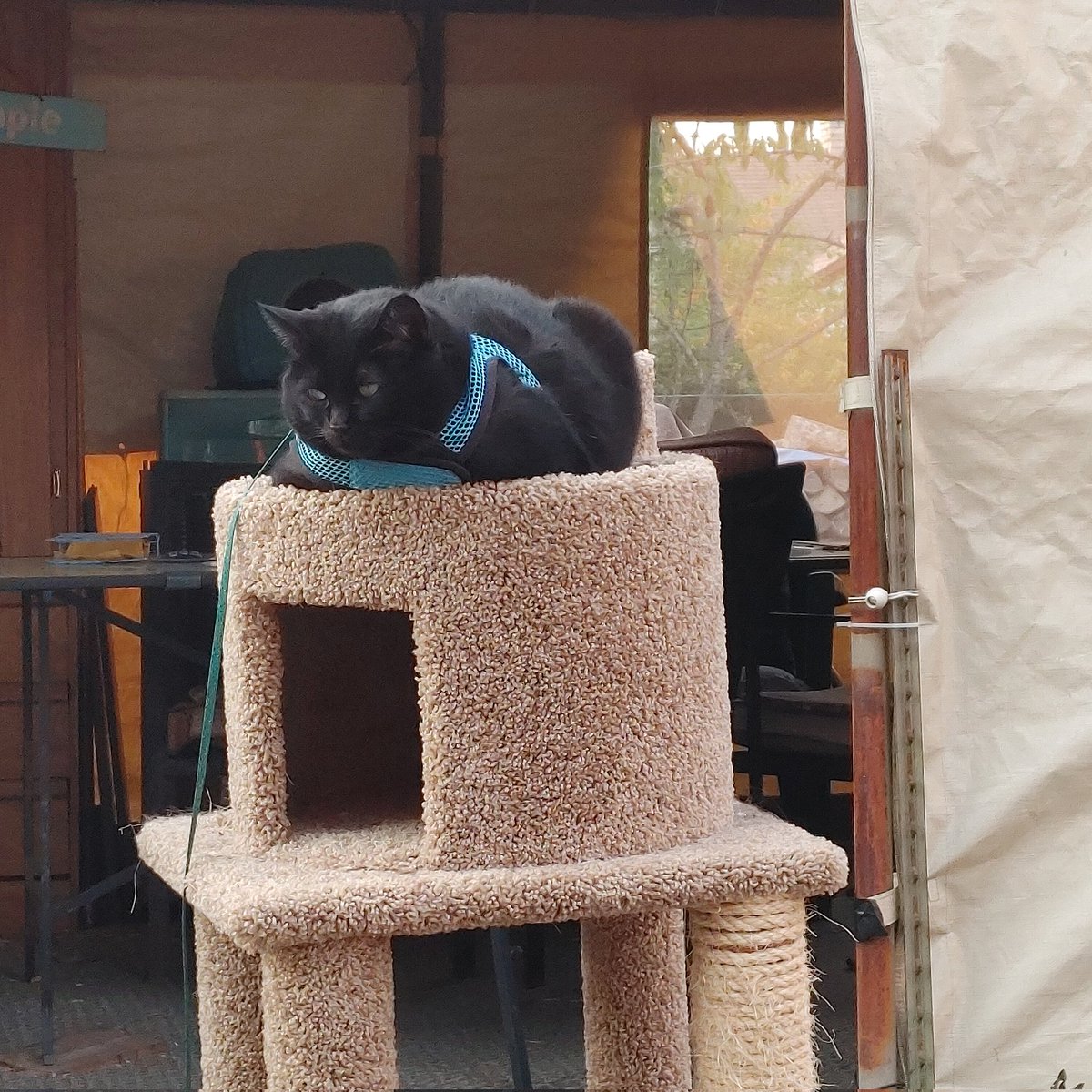 My old tower of power broke so its outdoors now #ZSHQ PAWTROLLIN FOR ZOMBS