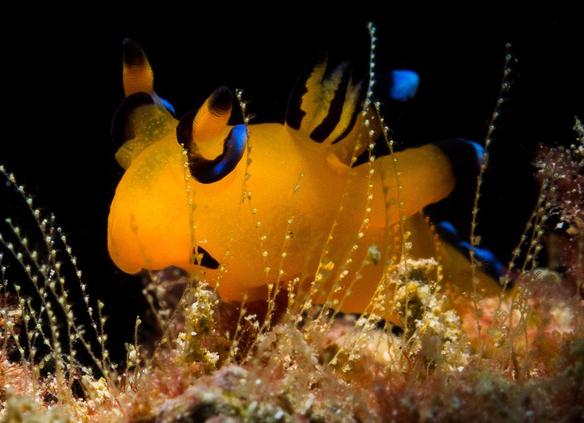 This is the Pikachu Nudibranch! 
You’ll typically find them located in the Indian Ocean and Western Pacific!
Fun Fact!: These lil dudes bear a striking resemblance to the Pokémon Pikachu which is where it gets it’s name from :)
New week, New you!! Strive to do your best ♡♡♡