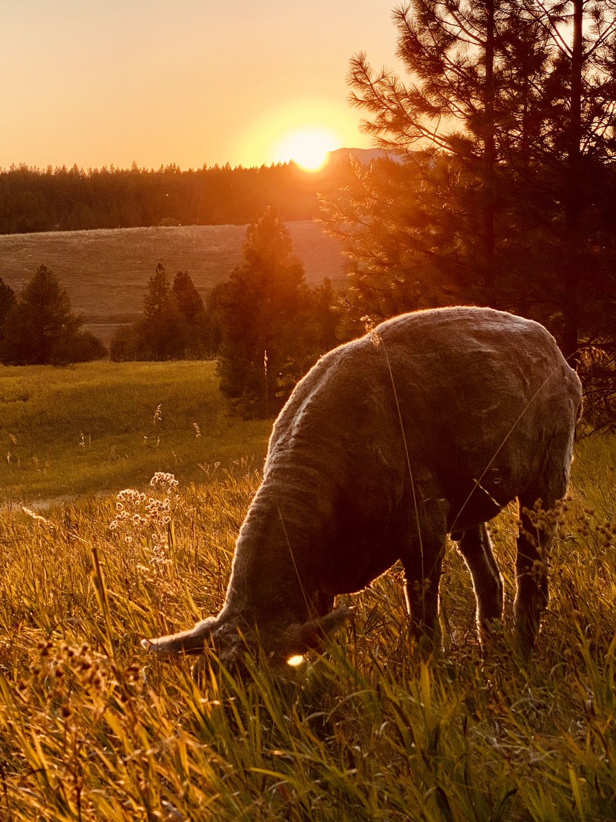KnittingHowTo's tweet image. In the pasture with my girls. I’m running a sale in my #etsy shop. Nice cards for #knitters, #handknit #hats and #shawls and #art. Link in profile.