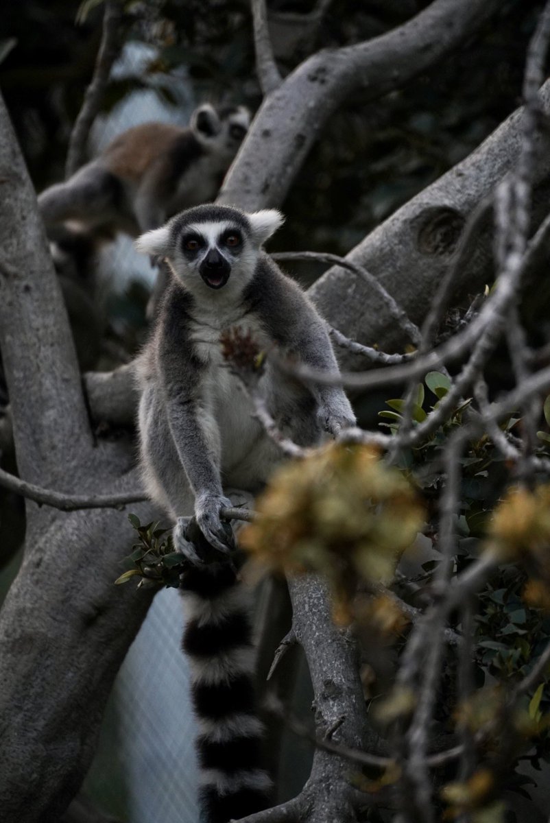 FuryLn's tweet photo. Allo, it’s been two months but I’m back and live rn! Come chill for a short stream 🎃 Also, here’s a pic of a Zoboomafoo pogging I took. 👻 https://t.co/vFLGW24RO7
