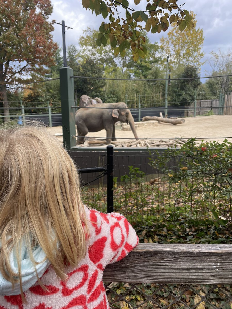 Today I wasn’t getting any work done with the oldest home, so I shut the laptop and we went to the zoo. 10/10 recommend.