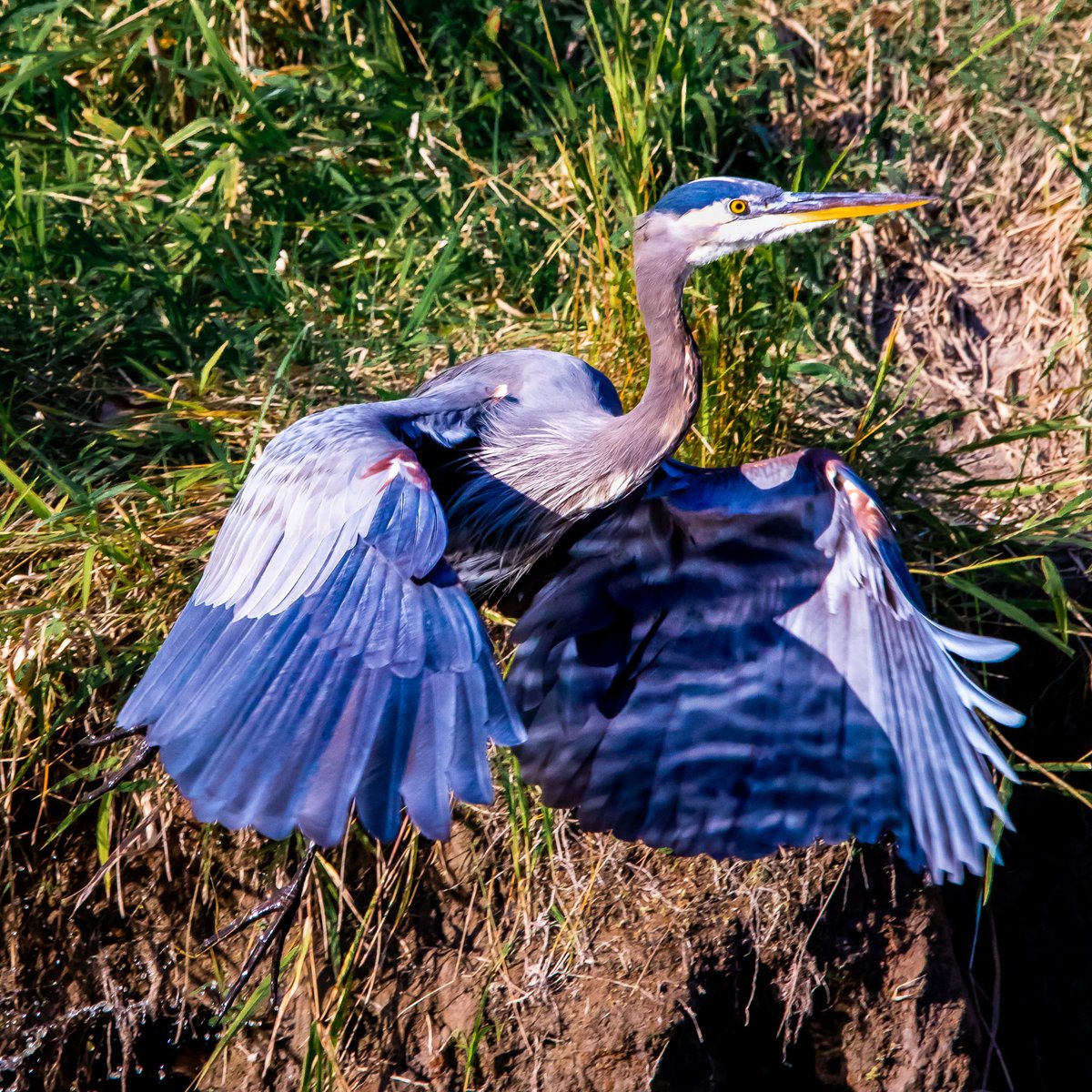 JoeGrins's tweet photo. Wildlife Photos from my hike around Sandy River Delta outside Portland, Oregon
See Profile!
#SandyRiverDelta #Photography #NaturePhotography #WildlifePhotography #dogs #dogPhotography #PortlandParks #Portland #Oregon #BirdPhotography #Photos #CanonPhotography #Snakes #Travel https://t.co/UXSIQYDxS7