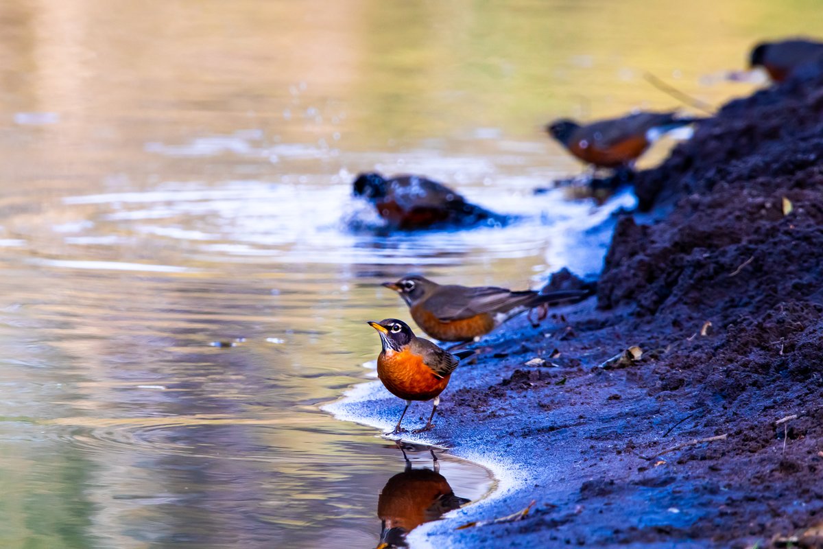 JoeGrins's tweet photo. Wildlife Photos from my hike around Sandy River Delta outside Portland, Oregon
See Profile!
#SandyRiverDelta #Photography #NaturePhotography #WildlifePhotography #dogs #dogPhotography #PortlandParks #Portland #Oregon #BirdPhotography #Photos #CanonPhotography #Snakes #Travel https://t.co/EYrpV6vQTN
