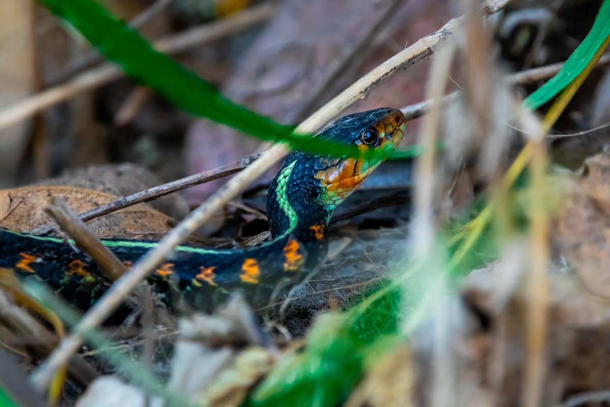 JoeGrins's tweet photo. Wildlife Photos from my hike around Sandy River Delta outside Portland, Oregon
See Profile!
#SandyRiverDelta #Photography #NaturePhotography #WildlifePhotography #dogs #dogPhotography #PortlandParks #Portland #Oregon #BirdPhotography #Photos #CanonPhotography #Snakes #Travel https://t.co/sAI1fJTtXN