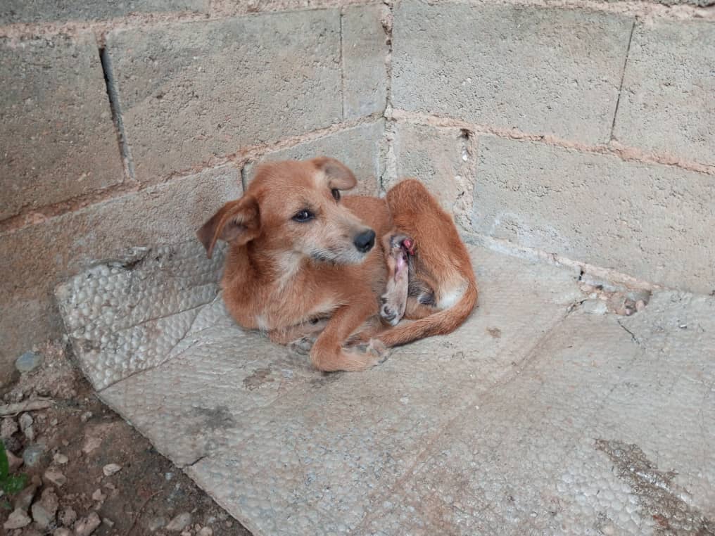 Esta perrita con su pata visiblemente fracturada, está en Monte Sinai Edo. Carabobo, detrás de La Polar. Una aliada de la zona nos la reporta y necesita ayuda para su captura y posterior resguardo para atender su pata. Es un poco esquiva
Nro de contacto es: 0424-4402588