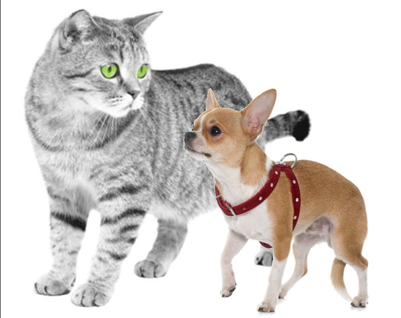 Burlington The Cat and Jersey The Chihuahua Talk Poop (Yes, they do!) 🤣
#petpoop
pacsnj.org/13/fall-winter…