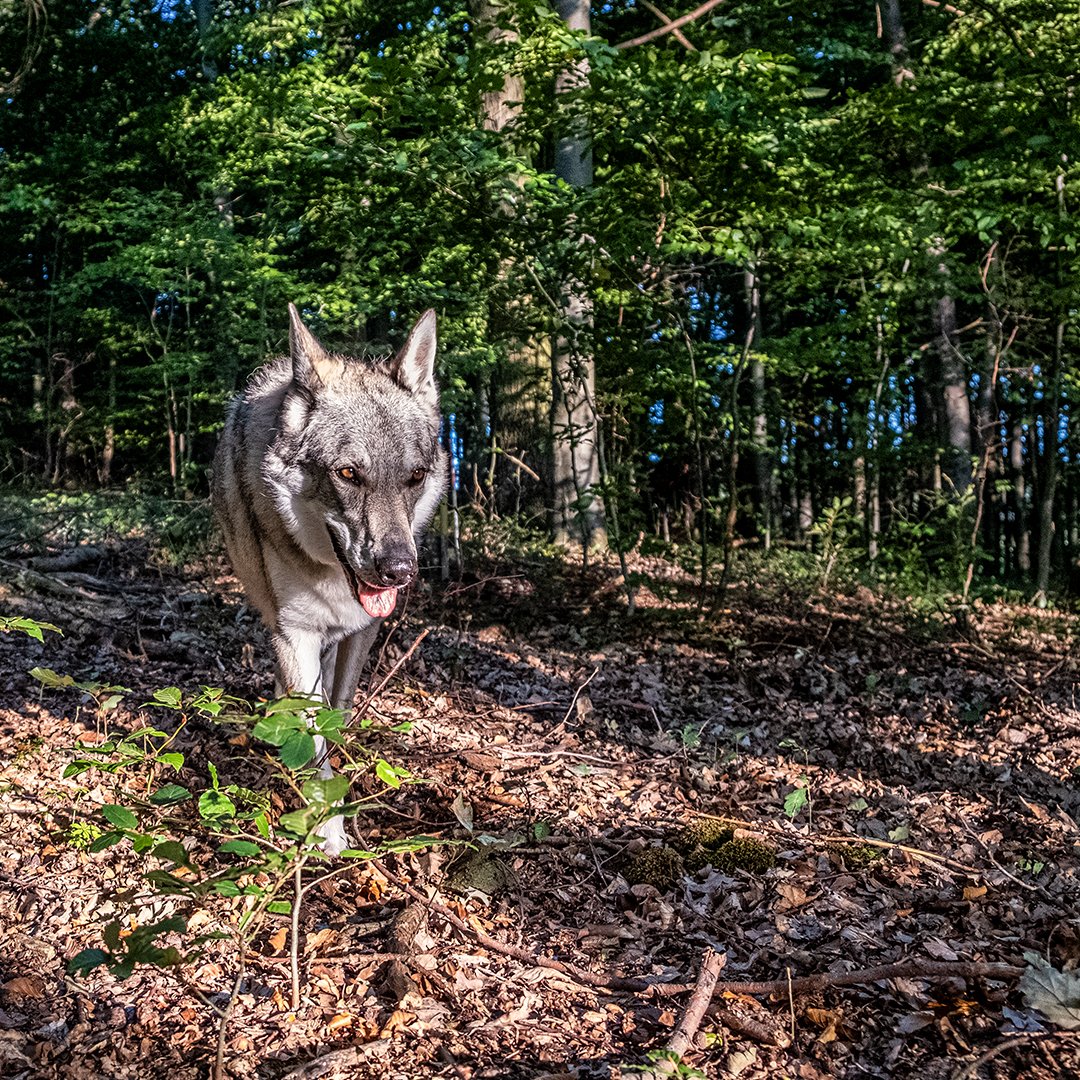 WolfdogAndMe's tweet photo. It's happening! Not that fast, not that extreme like in spring - but slowly Aron is changing. Even when the coat change in autumn is mostly just a "regrowth" of the already existing hair, no real change like in spring.

#wolfdog  #dog #dogs #photography #dogsoftwitter https://t.co/fsPnKYsJmL