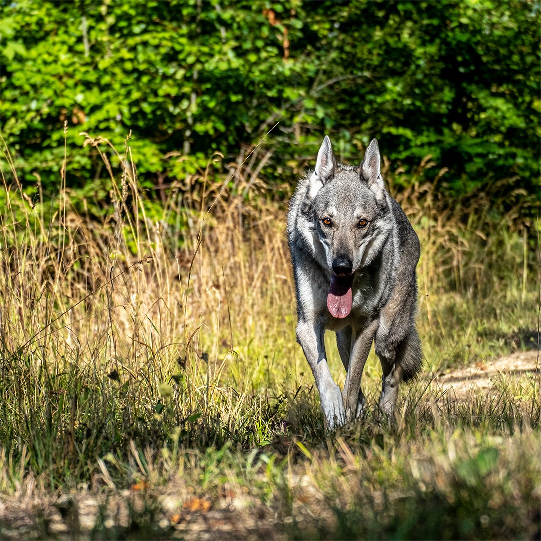 WolfdogAndMe's tweet photo. Just a picture of Aron hiking. Or as Aron likes to walk behind us when we go hiking.

#wolfdog #dog #dogs #photography #dogsoftwitter https://t.co/r7q4P4pLso