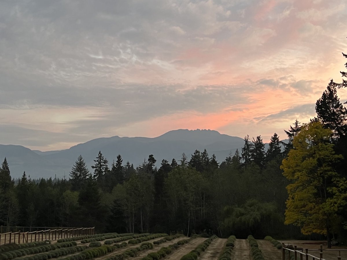 lavenderlanes1's tweet photo. Smokey skies tonight #BCForestfires https://t.co/kHBxBNfjgP