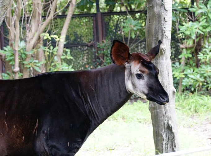 オカピの日!まつ毛がながいぱっちりおめめ🦒🦓
ズーラシアまたいくのだー! 
