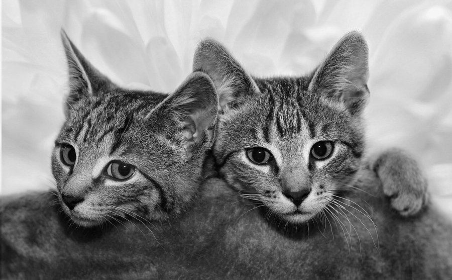 pickover's tweet photo. Mathematics.

A mathematician emerges from a cave, hands you the slip of paper below, and says "I have two cats; at least one is a male. What is the probability that I have two males?" What is your answer? https://t.co/Dzg4KdOMnk