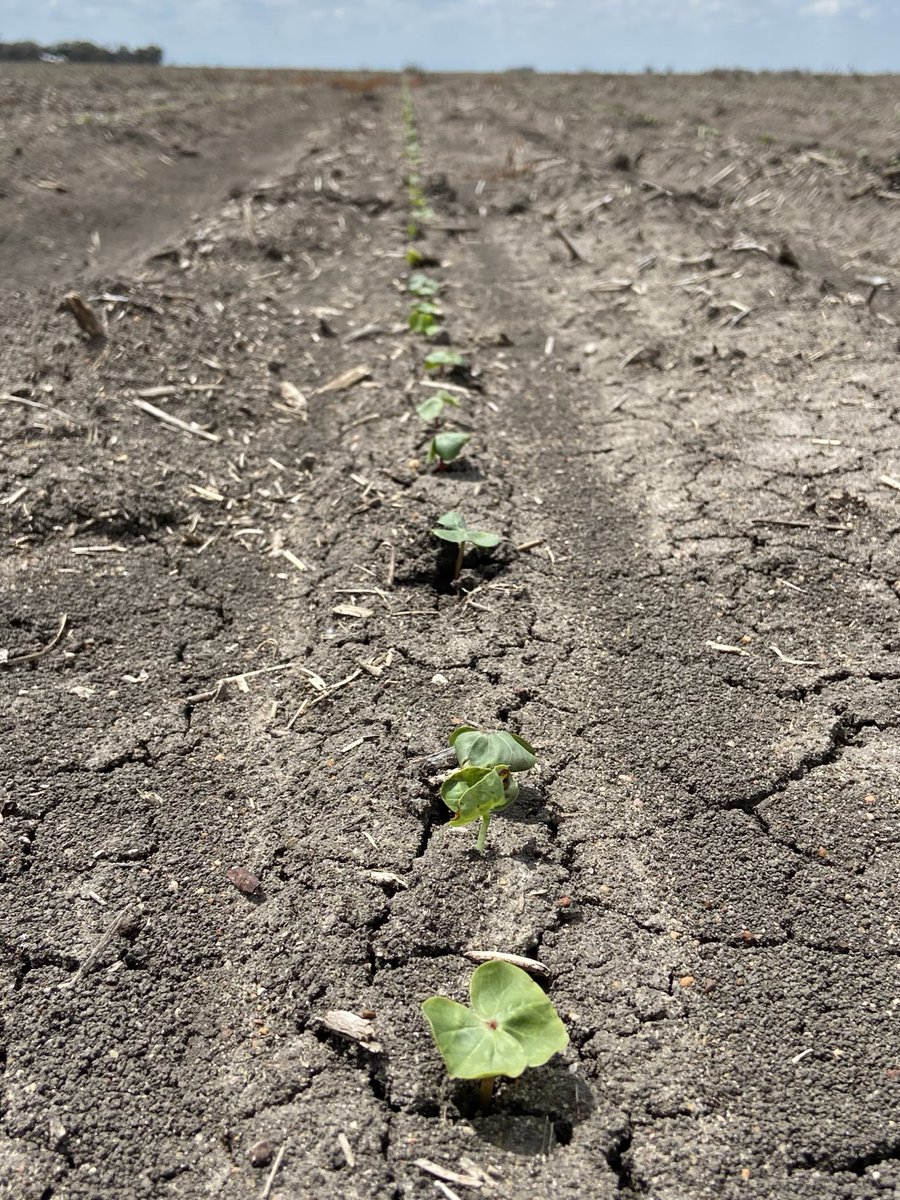 jimbohall's tweet photo. And we’re up! Now to get the rest planted around the next chunk of rain 😬 #cotton2023 #cotton #australiancotton @polanna1 https://t.co/FNg6tqI2pa