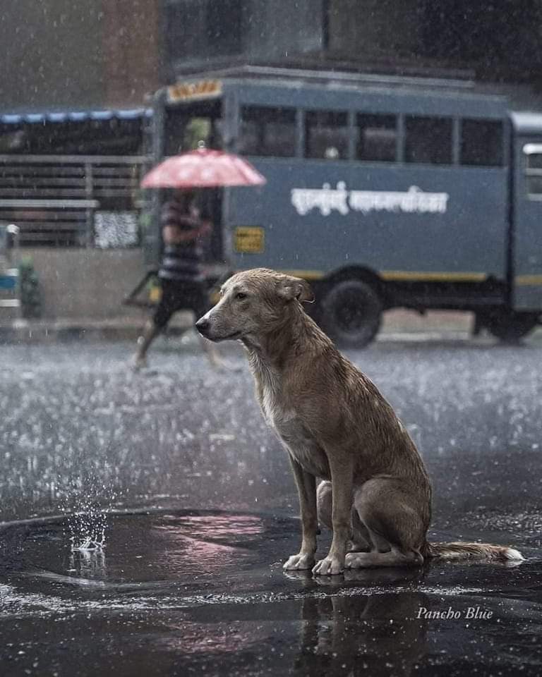 “Hay animales que pasan por la vida sin hacer ruido, como pidiendo perdón por haber existido y se van, se van finalmente en la más absoluta indiferencia y soledad, cargando consigo el dolor que los humanos les produjeron..."🐾♥️