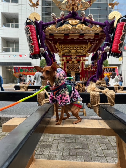 pinkdragon333's tweet photo. 週末、お祭りに行ってきました。
数年ぶりのお神輿へ、、、✨
また、初めて参加したティダ🐶(笑)

#お祭り　#大正時代まつり　#お神輿　#与野　#犬のいる生活　#2022年 https://t.co/e3uhcit5fs