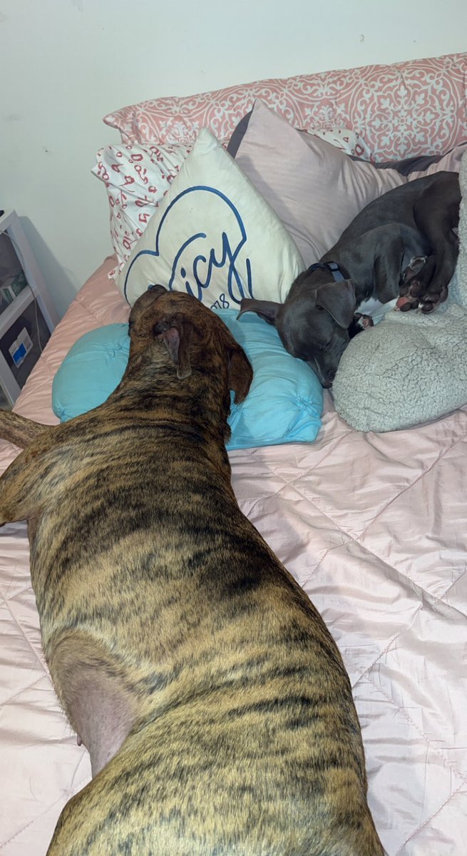 SoulVonSweets's tweet photo. Here’s another dose of pitbull snuggles 🥹 https://t.co/WhSo3FTdlU