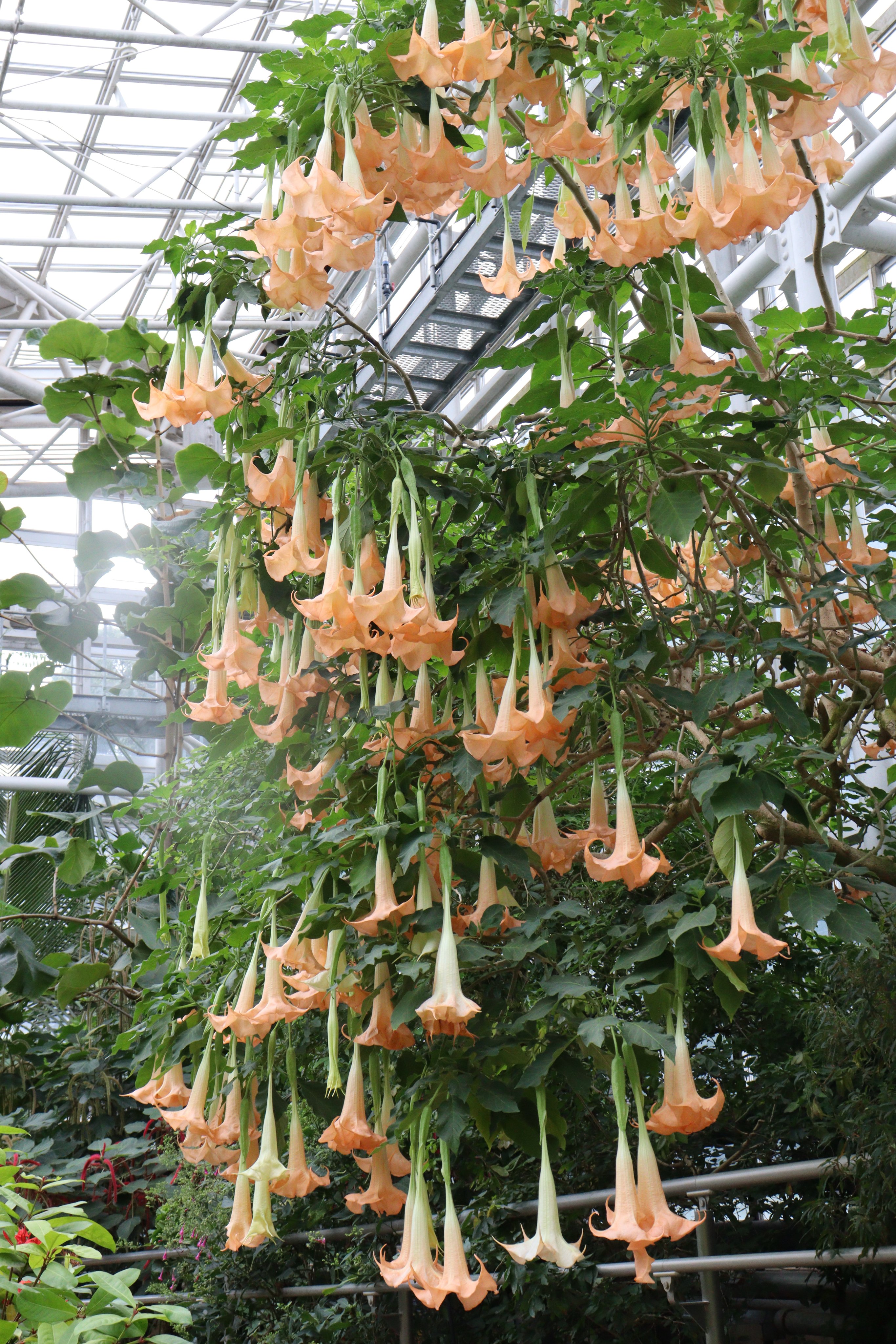 神代植物公園 ニュース 大温室でブルグマンシア ベルシコロルが見頃に 花が下向きに垂れ下がりトランペットのような咲き方をすることから エンジェルトランペット と呼ばれています 広報係 Flower 温室 T Co S7rnsop7cq Twitter