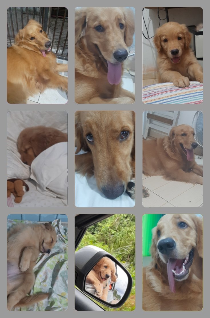 LuizaCollector's tweet photo. Alguém quer virar Luna collector? https://t.co/ljKHME9vJF