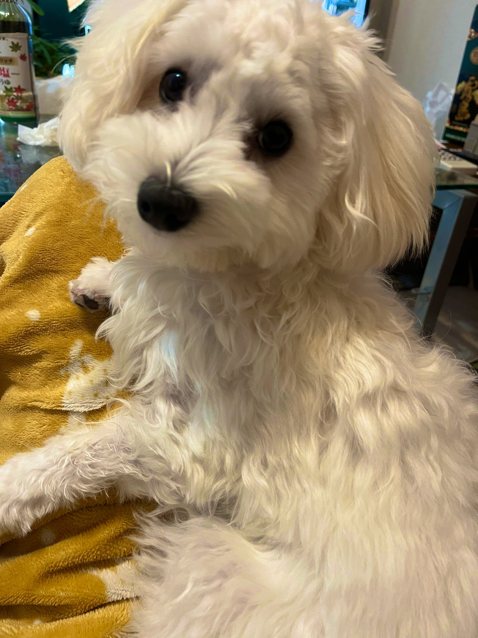 犬のオナラ Twitter Search Twitter